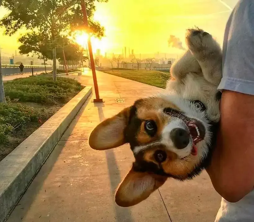 ¿Viajas con tu mascota? ¿Viajas con tu mascota?
