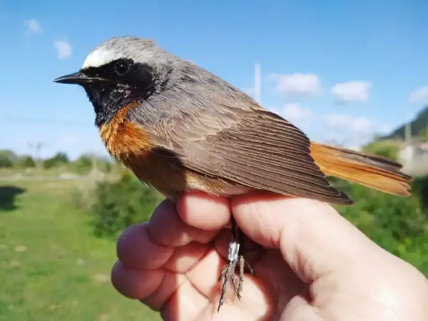 Turismo ornitológico en Cantabria Turismo ornitológico en Cantabria